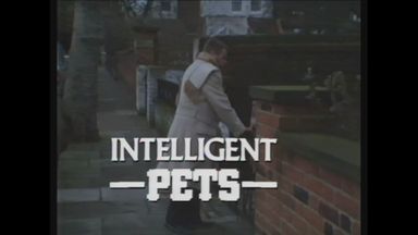 - Intelligent Pets 
